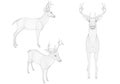 Set with wireframe deer of black lines on a white background. Side, front and isometric view. 3D. Vector illustration