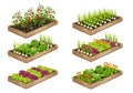 Set of wooden garden beds with growing vegetables: tomatoes, lettuce, onion, cabbage, calendula. Royalty Free Stock Photo