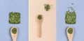 Set of wooden spoons with parsley on colorful backgrounds