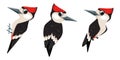 Set of Woodpeckers birds cartoon illustration in flat style