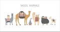 Set of wool animals made in a flat style vector. Royalty Free Stock Photo
