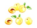 Set of yellow apricot. Watercolor illustration isolated on white background