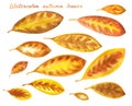 Set of yellow autumn leaves, abstract watercolor drawing Royalty Free Stock Photo