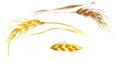 Set of yellow and brown mature spikelets of wheat with leaves