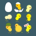 Set of yellow chicks: white egg and chicken. Chick protests and