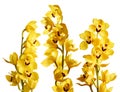 Set of yellow cymbidium flowers