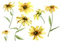 Set of yellow daisies with green stems on a white background. Watercolor.