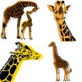 set of yellow giraffe sketch