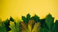 Set of yellow-green canadian maple leaves isolated on yellow background. Colorful horizontal image of autumn foliage with space