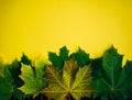Set of yellow-green canadian maple leaves isolated on yellow background. Colorful horizontal image of autumn foliage with space