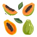 Set of yellow green papaya and slices. Isolated vector summer fruit for flat design Royalty Free Stock Photo