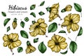 Set of Yellow Hibiscus flower and leaf drawing illustration with line art on white backgrounds Royalty Free Stock Photo