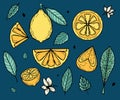 Vector set with yellow lemon and green leaves for summer design. Collection of juicy solar decorative elements. Fresh Royalty Free Stock Photo