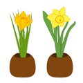 Set of yellow narcissus and yellow crocus flower in pots. Flat illustration isolated on white background. Vector illustration Royalty Free Stock Photo