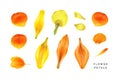 Set of yellow and orange petals. Rose, lily, iris, globeflower.