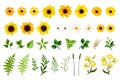 Set of sunflowers, gerbera, daisy flowers, and green leaves and grasses. Vector illustration Royalty Free Stock Photo