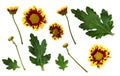 Set of yellow and red chrysanthemum flowers, buds and leaves