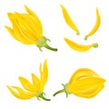 Set Ylang Ylang Flower. Realistic