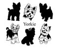 Set of yorkies. Collection of pedigree dogs. Black white illustration of a york dog. Vector drawing of a pet. Tattoo.