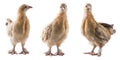 Set of young bantam chicken, yellow bird isolated on white in different angles Royalty Free Stock Photo