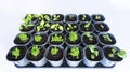 Set of young flower seedlings in small gray plastic pots isolated on white background. A photo of seedlings with a top view.