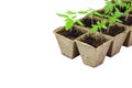 Set of Young tomato seedling sprouts in the peat pots isolated on white background. Royalty Free Stock Photo