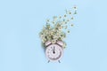 Pink alarm clock and delicate little white flowers on blue background. Top view. Time for love and greetings. Spring Royalty Free Stock Photo