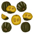 Set of Zapallo Macre Squash. Clipart.