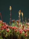 Seta and red sporophytes