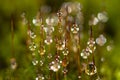 Setae and capsules of moss with water droplets Royalty Free Stock Photo