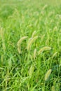 Setaria Royalty Free Stock Photo