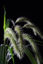 Setaria Royalty Free Stock Photo