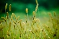 Setaria in Autumn