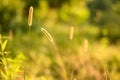 Setaria geniculata Lank P. Grass flowers warm soft sunshine.