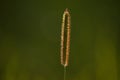 Setaria; green bristle grass