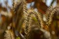 Setaria pumila in autumn in a wild field Royalty Free Stock Photo