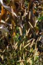 Setaria pumila in autumn in a wild field Royalty Free Stock Photo
