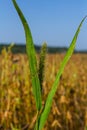 Setaria pumila in autumn in a wild field Royalty Free Stock Photo
