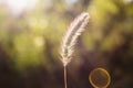 Setaria pumila, yellow foxtail, yellow bristle-grass, pigeon grass or cattail grass
