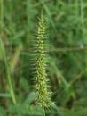 Setaria verticillata Bristly Foxtail Flower Royalty Free Stock Photo