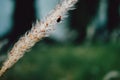 Setaria viridis | Bristle grass | Foxtail grass