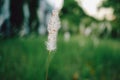 Setaria viridis | Bristlegrass | Weedsweed | Foxtail grass