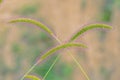 Setaria viridis Royalty Free Stock Photo