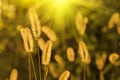 Setaria viridis grass in the glare of the sunset Royalty Free Stock Photo