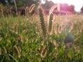 Setaria viridis grass in the glare of the sunset