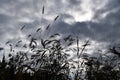 Setaria viridis with the gray sky in the background Royalty Free Stock Photo