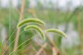 Setaria viridis (L.) Beauv.