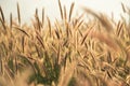 Setaria viridis at sunrise , selective focus