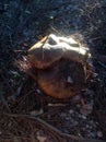 Setas mushrooms