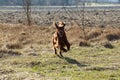 Seter dog on a walk Royalty Free Stock Photo